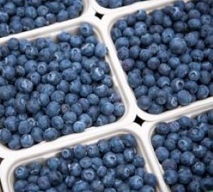 It's a Labour of Love: Blueberries