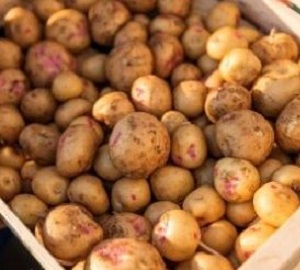 Un travail de coeur: Pommes de terre