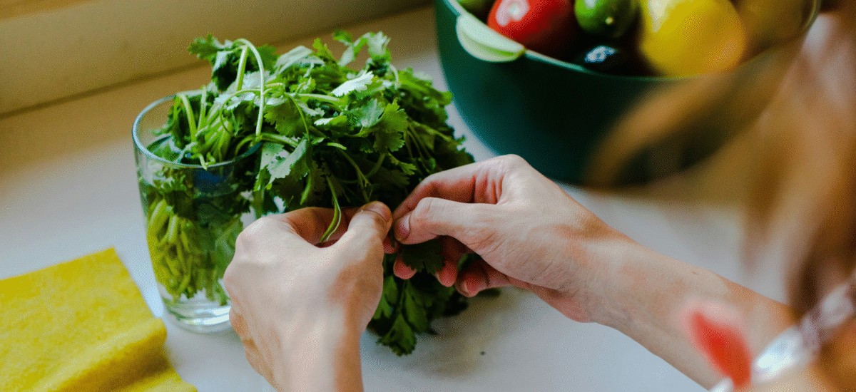 woman picking cilantro leaves from the bunch in their kitchen
