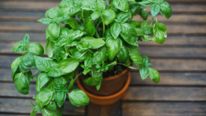 basil plant in a pot on a wooden desk